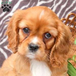 Callie, Cavalier King Charles Spaniel Puppy