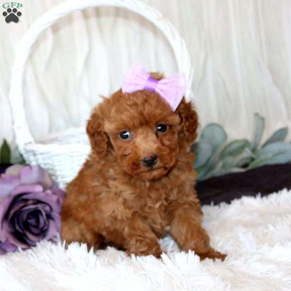 Callie, Miniature Poodle Puppy