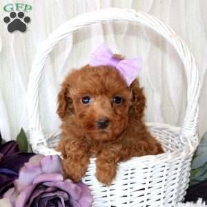 Callie, Miniature Poodle Puppy