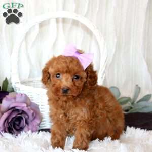 Callie, Miniature Poodle Puppy