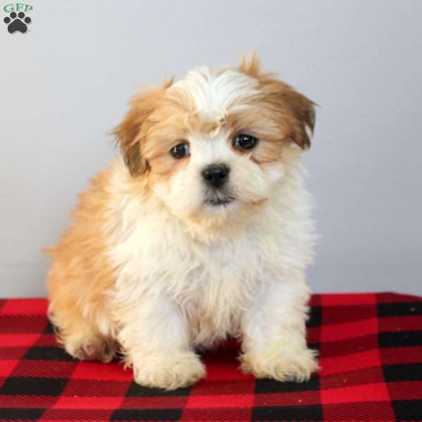 Callum, Shih Tzu Puppy