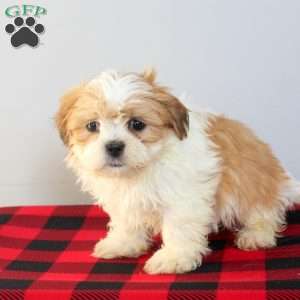 Callum, Shih Tzu Puppy