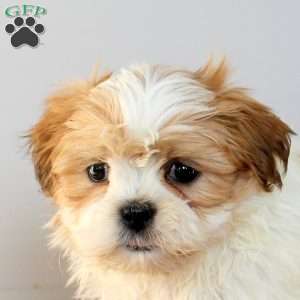 Callum, Shih Tzu Puppy