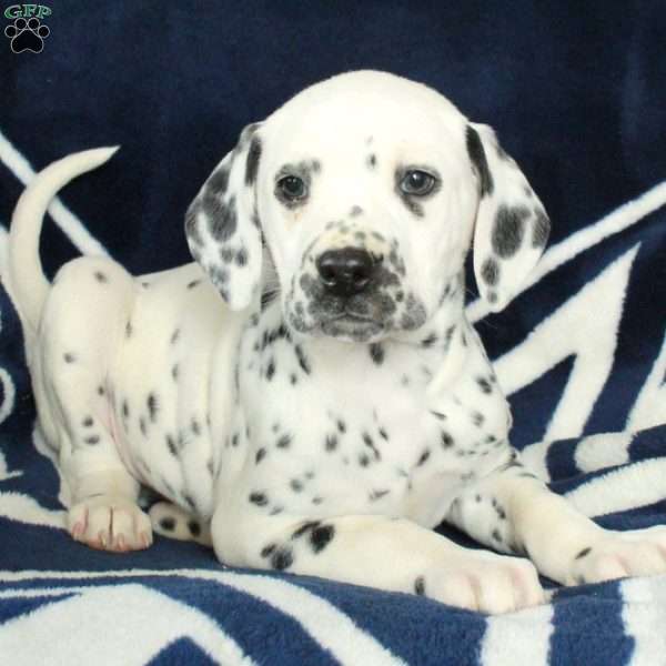 Calvin, Dalmatian Puppy