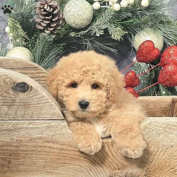 Calvin, Bich-Poo Puppy