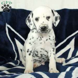Calvin, Dalmatian Puppy