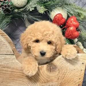 Calvin, Bich-Poo Puppy