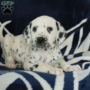 Calvin, Dalmatian Puppy