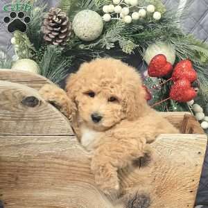 Calvin, Bich-Poo Puppy