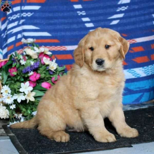 Calvin, Golden Retriever Puppy
