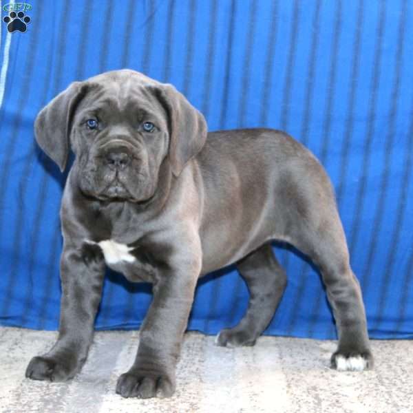 Cami, Cane Corso Puppy