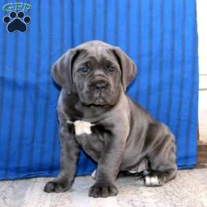Cami, Cane Corso Puppy