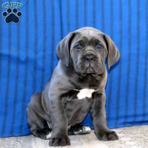Cami, Cane Corso Puppy