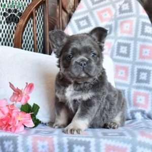 Camila, French Bulldog Puppy