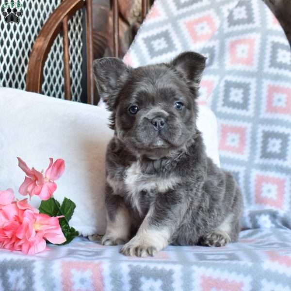 Camila, French Bulldog Puppy
