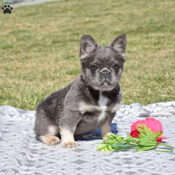 Camila, French Bulldog Puppy
