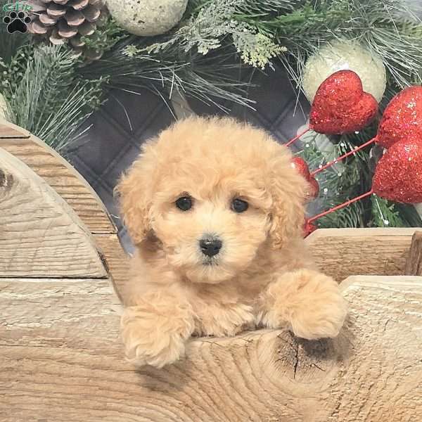 Camila, Bich-Poo Puppy