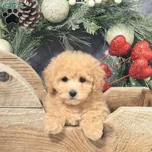 Camila, Bich-Poo Puppy