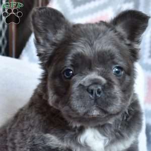 Camila, French Bulldog Puppy