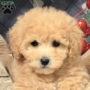 Camila, Bich-Poo Puppy