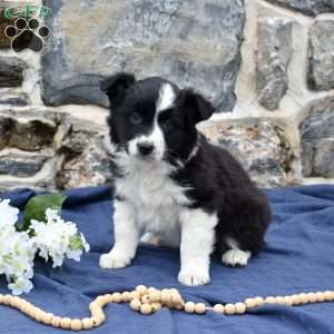 Camille, Border Collie Puppy