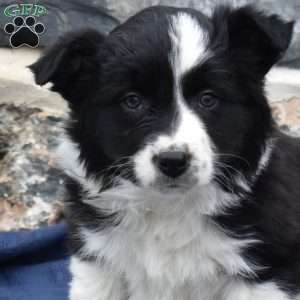 Camille, Border Collie Puppy