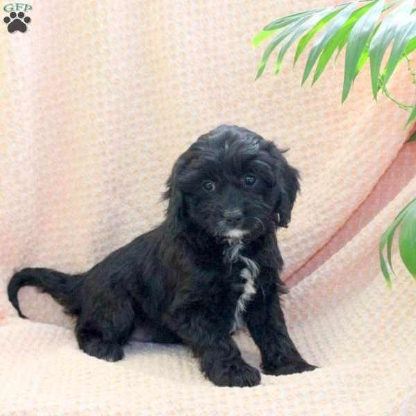 Candy, Cavapoo Puppy