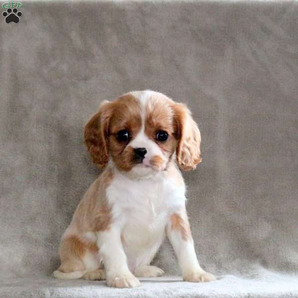 Candy, Cavalier King Charles Spaniel Puppy
