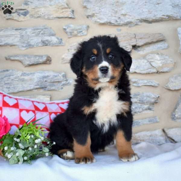 Candy, Bernese Mountain Dog Puppy