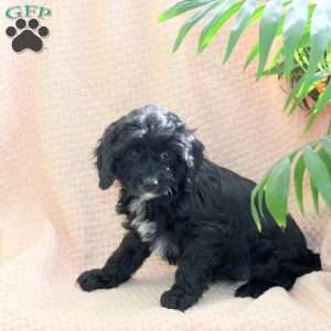Candy, Cavapoo Puppy