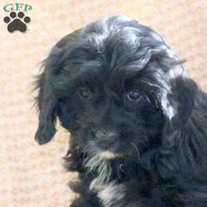 Candy, Cavapoo Puppy