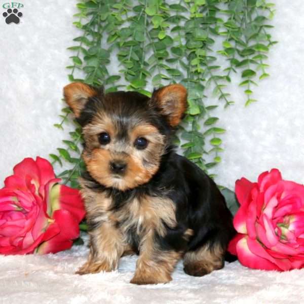 Candy, Yorkie Puppy