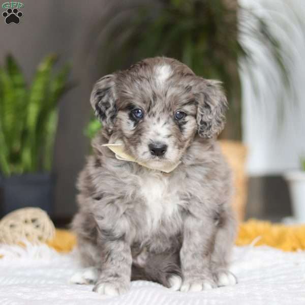 Canyon, Australian Shepherd Mix Puppy