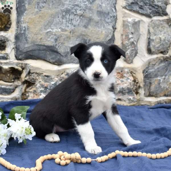 Capri, Border Collie Puppy