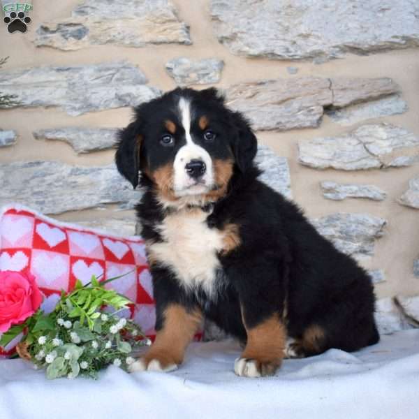 Capri, Bernese Mountain Dog Puppy