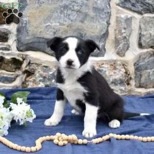 Capri, Border Collie Puppy