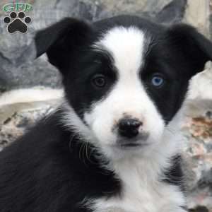Capri, Border Collie Puppy