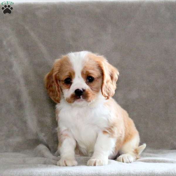Captain, Cavalier King Charles Spaniel Puppy