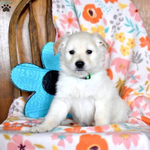 Captain, Golden Retriever Mix Puppy