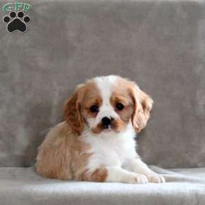Captain, Cavalier King Charles Spaniel Puppy