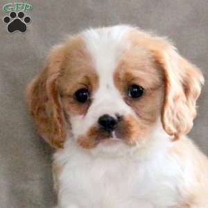 Captain, Cavalier King Charles Spaniel Puppy