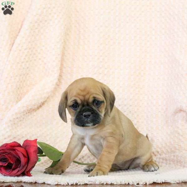 Caramel, Pug Mix Puppy