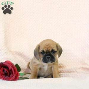 Caramel, Pug Mix Puppy