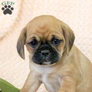 Caramel, Pug Mix Puppy