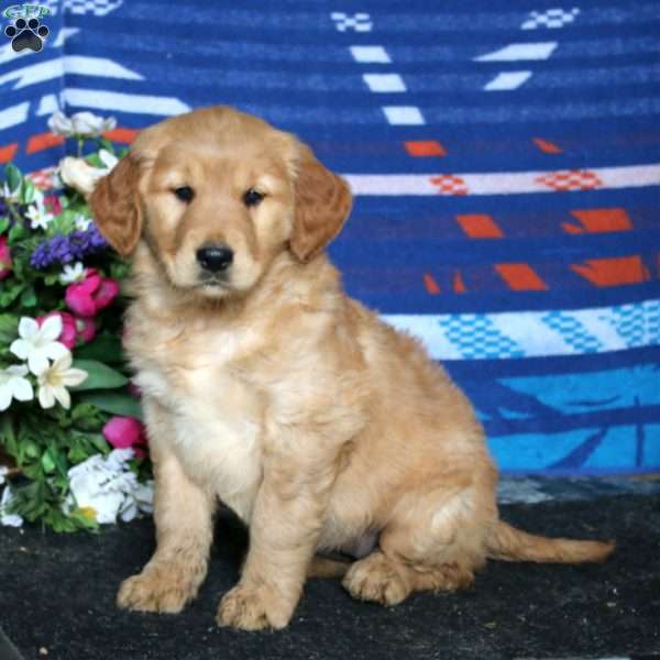 Carla, Golden Retriever Puppy