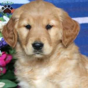 Carla, Golden Retriever Puppy