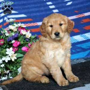 Carla, Golden Retriever Puppy