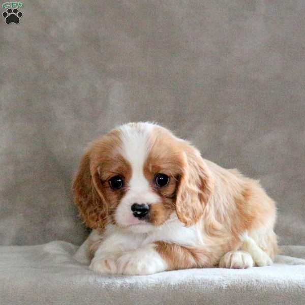 Carlos, Cavalier King Charles Spaniel Puppy