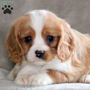 Carlos, Cavalier King Charles Spaniel Puppy
