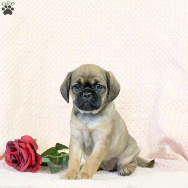 Carnation, Pug Mix Puppy